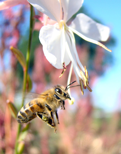 Get involved today to help save the honey bee from dangerous pesticides! (Photo by Roka Walsh)