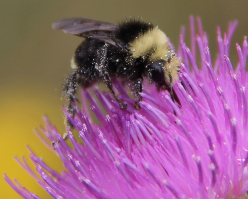 Got Pollen?" by Kerry Terrel