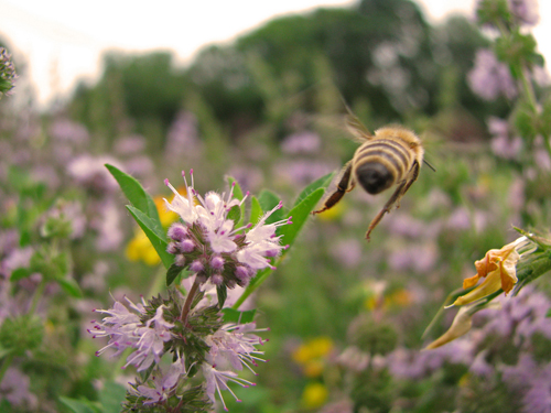 "Bee seeing you!" by Marie Sweeten