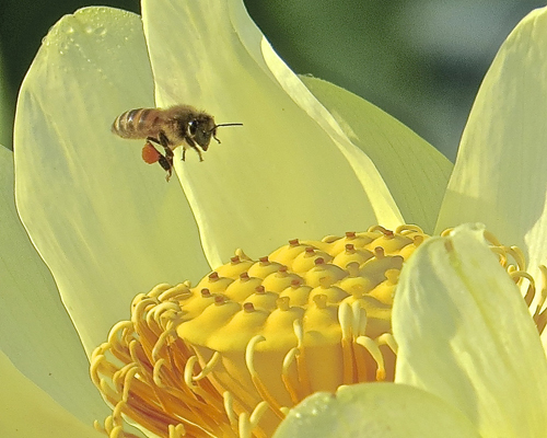 "Honey Bee and American Lotus Blossom" by Michael McCaffrey