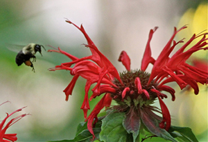 Bee in flight_Bev Veals_Aug8-2012_300px