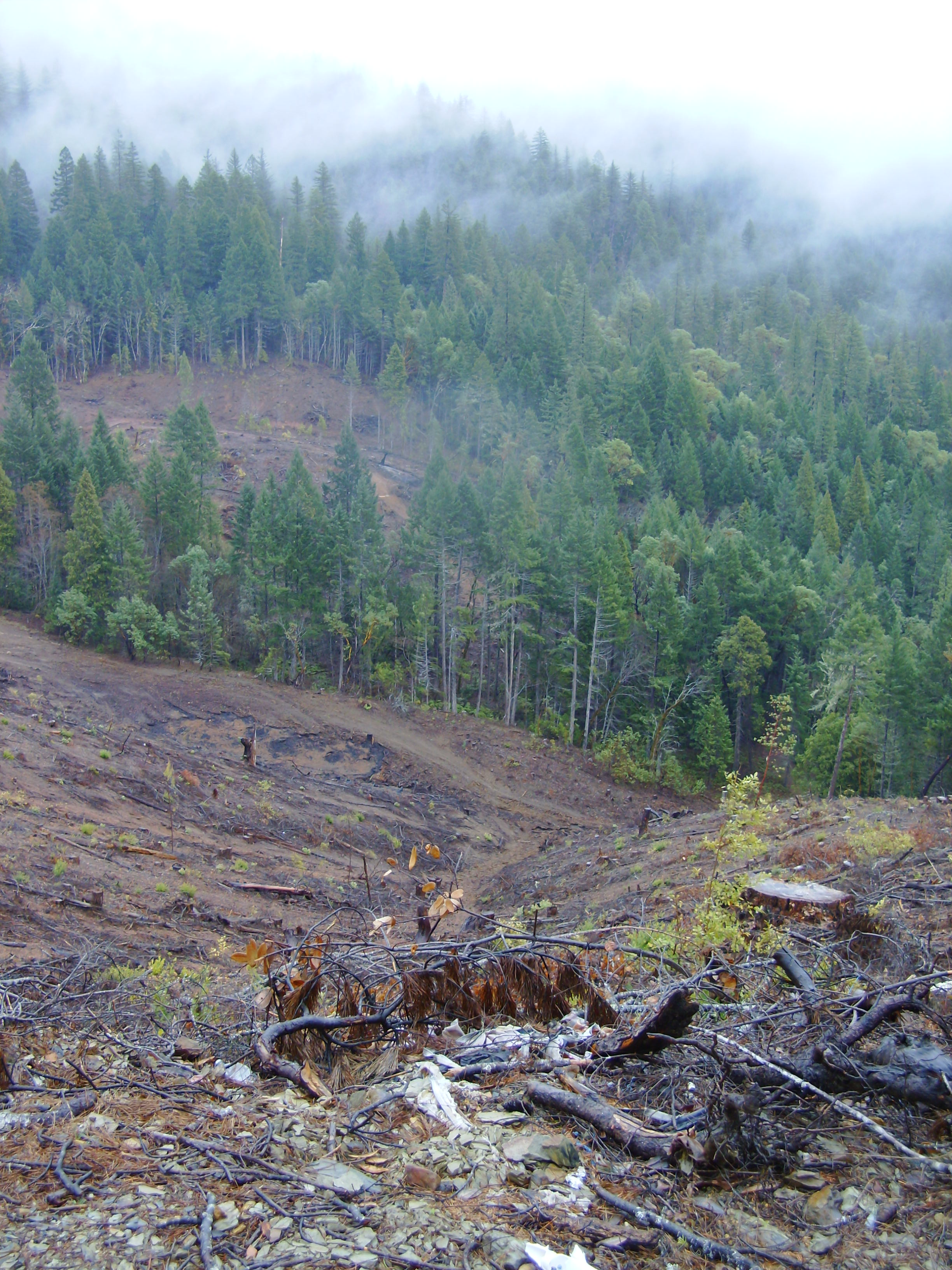 Pesticides were sprayed on this steep clear cut.