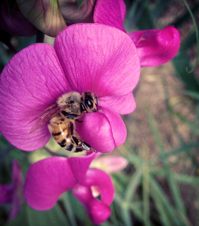 Bee and Sweet Pea, Photo by Katie Montgomery