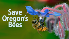 Save Oregon's Bees, a project of Beyond Toxics