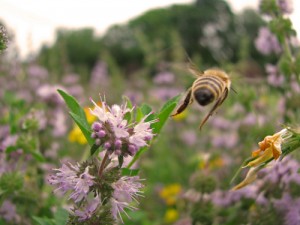 "Bee Seeing You" by Marie Sweeten