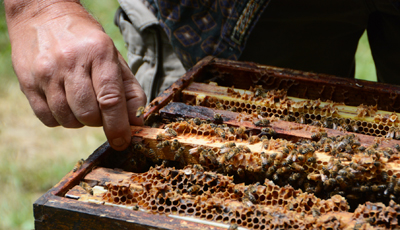 Philip Smith, of Blessed Bee, inspects one of his hives (Summer 2013). Photo by Kate Harnedy