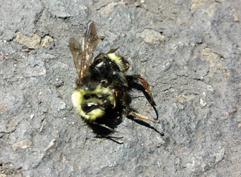 Thousands of bumblebees perished in Eugene in late June and a long-time tree spray company faces investigation by the Oregon Department of Agriculture. (Photo by Lisa Arkin, Beyond Toxics)