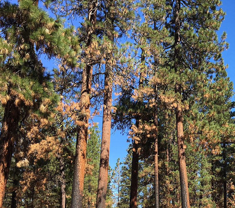 How old growth Ponderosa pine trees became hazardous waste Beyond Toxics
