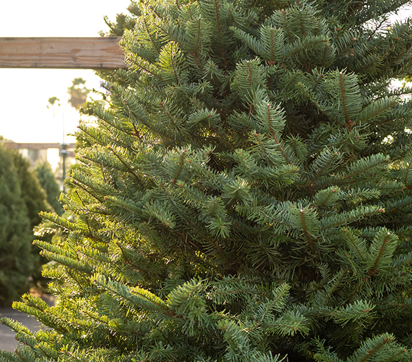 A view of several fresh green Christmas trees on display at a lo