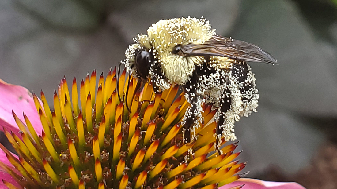 Photo by Jennifer DiFrancesco SaveOregonsBees_Jennifer DiFrancesco_HiRes_8-7-2019-2ndplace_CROP