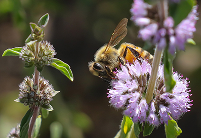 GregGiesy_Bee-on-PennyroyalBertelsenNaturePark8-13-16_400px