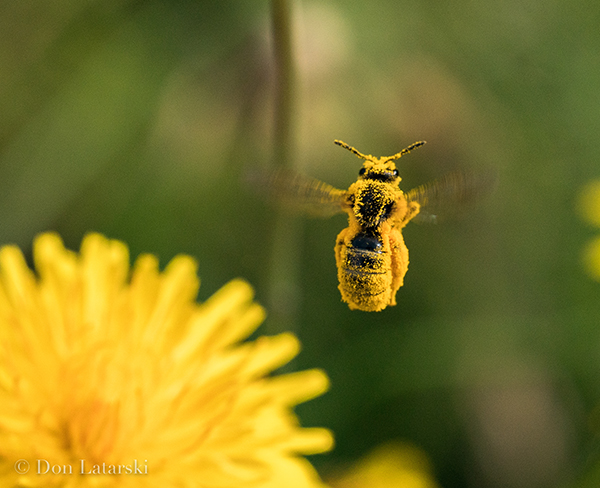 DonLatarski_PollenCoat_Wild-Bee-2-6.24.20-2_600px