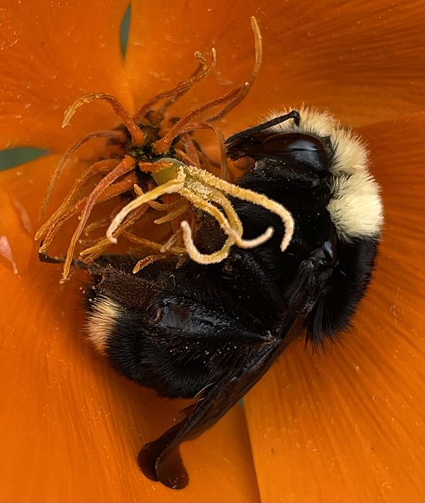 04_HM1_KathleenFitzgerald_Bombus vosnesenskii_7-14-21_IMG_2065-FB