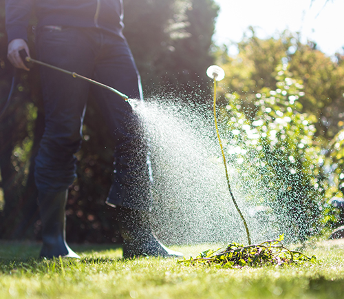 Spraying weeds in the garden