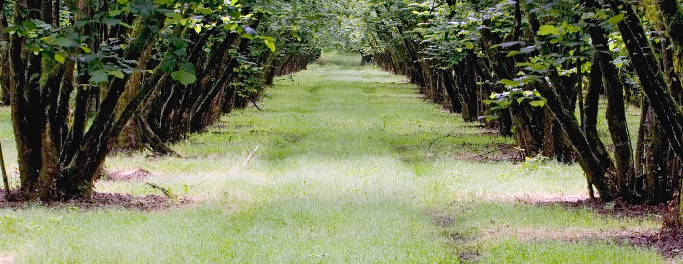 Dorris Ranch Orchard: New Season, New Start - Beyond Toxics