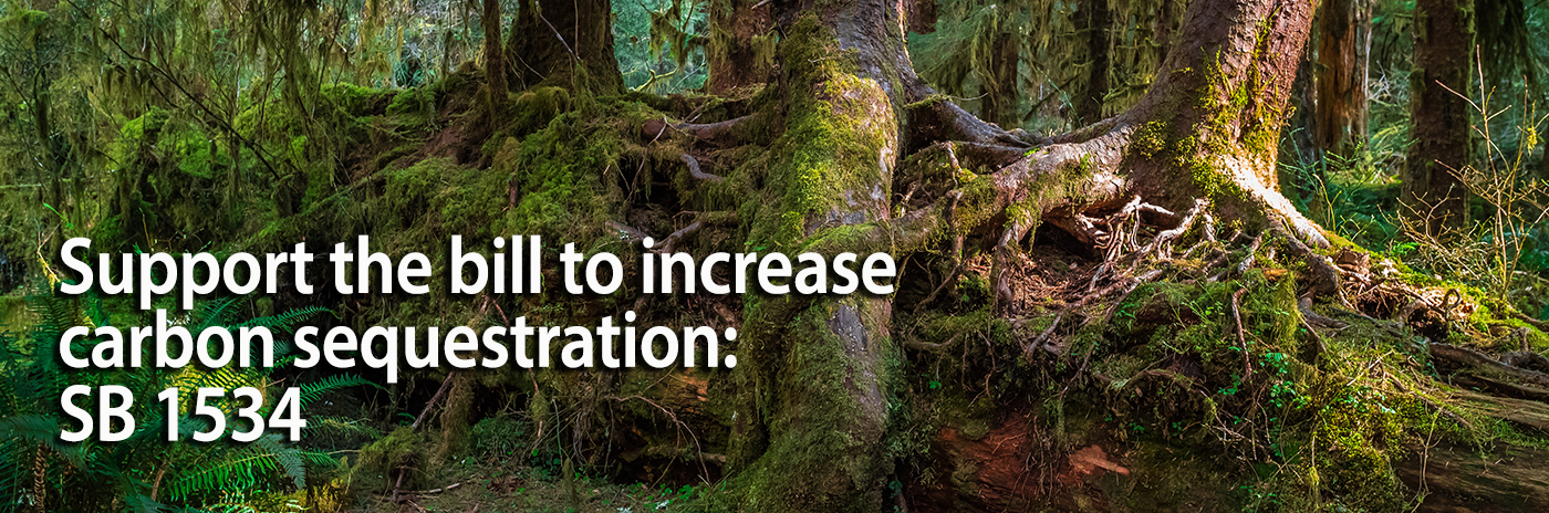 Ancient Forest, Hoh Rain Forest in Olympic National Park