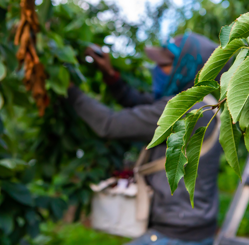 Seasonal farm worker picks cherries