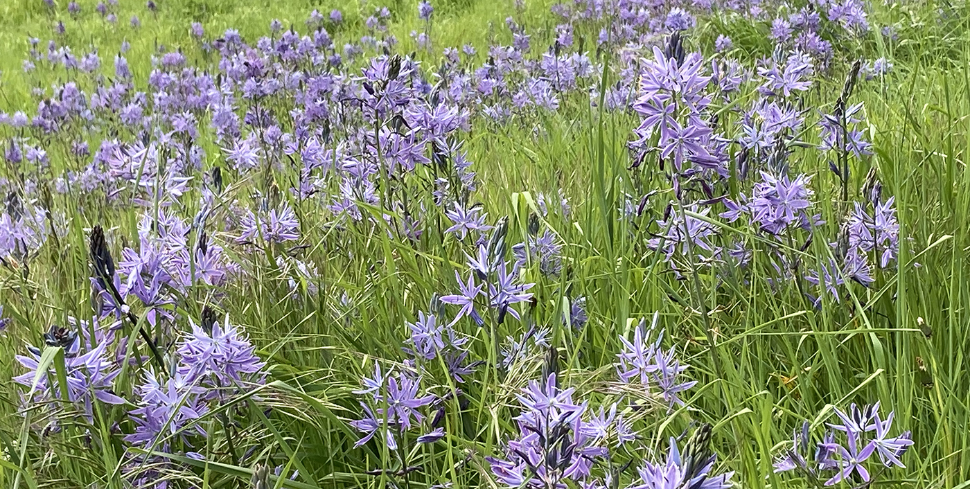 WetlandFlowers_IMG-0329_1400px