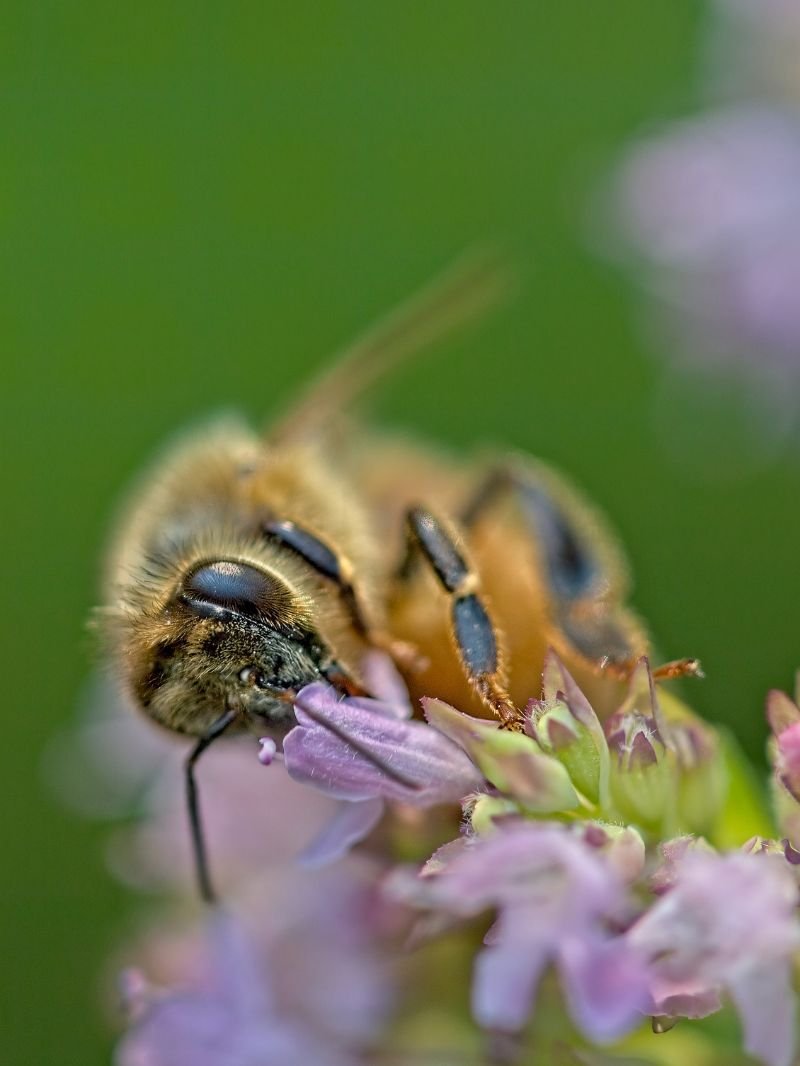 Altine Roberts_Love of Oregano Blooms_Stay Away from my Flower