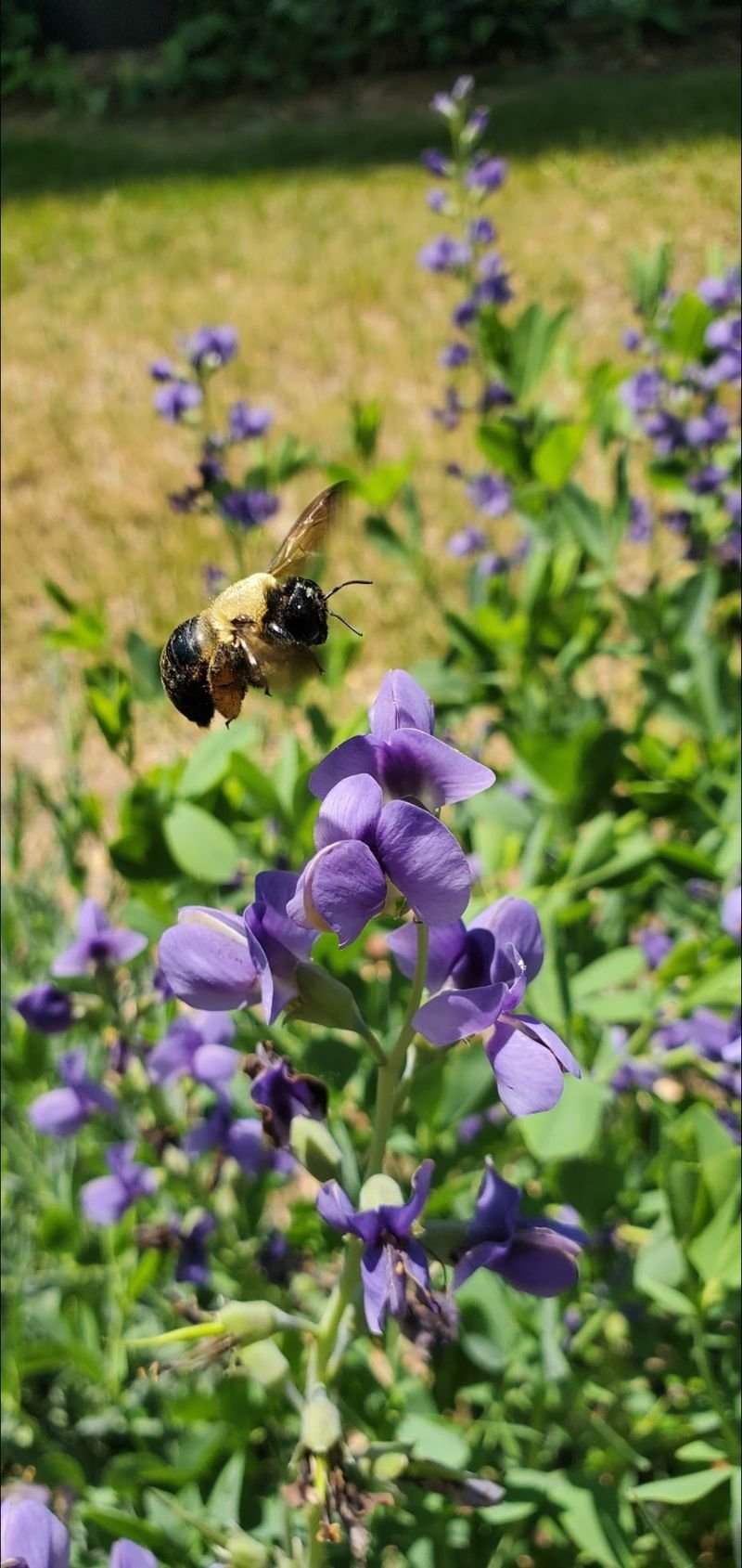 Linda Cousino_Flight of the Bumblebee