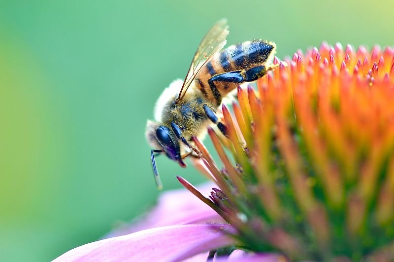 Mark Keating_Bee Positive