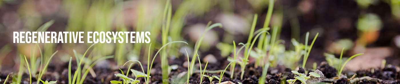 Read the Beyond Toxics materials on Regenerative Ecosystems RegenEcosystems_Banner