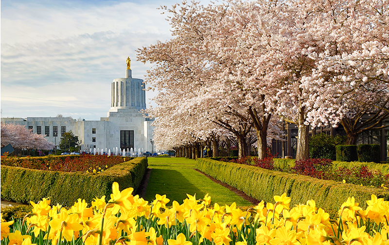 The Oregon state capitol building with daffodils and cherry blos