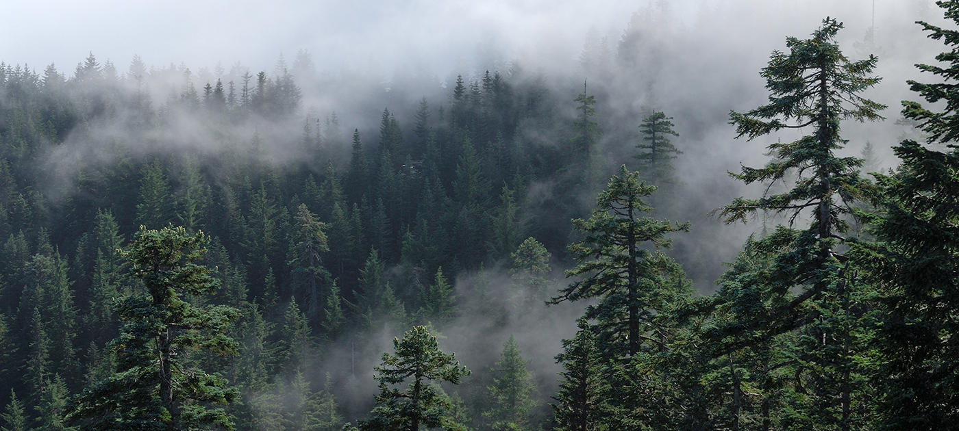 Fog cover the forest.