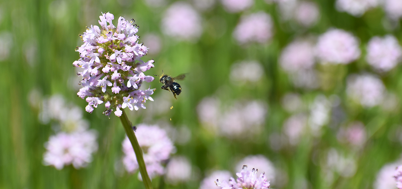 MiningBee_Andrea_with pollen_CU_1400px