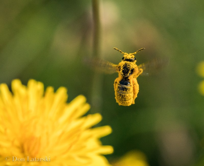 Photo by Don Latarski DonLatarski_PollenCoat_Wild-Bee-2-6.24.20_800pxW