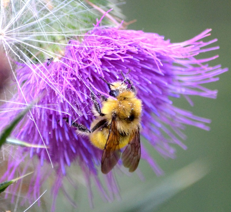 Photo by John Tarantino JohnTarantino_YellowBumblebee_2014WinnerBeePhotoContest-CROP