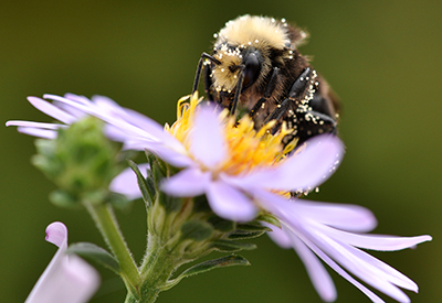 Photo by Sherrie Pelsma SherriePelsma_messy-bumble_400px