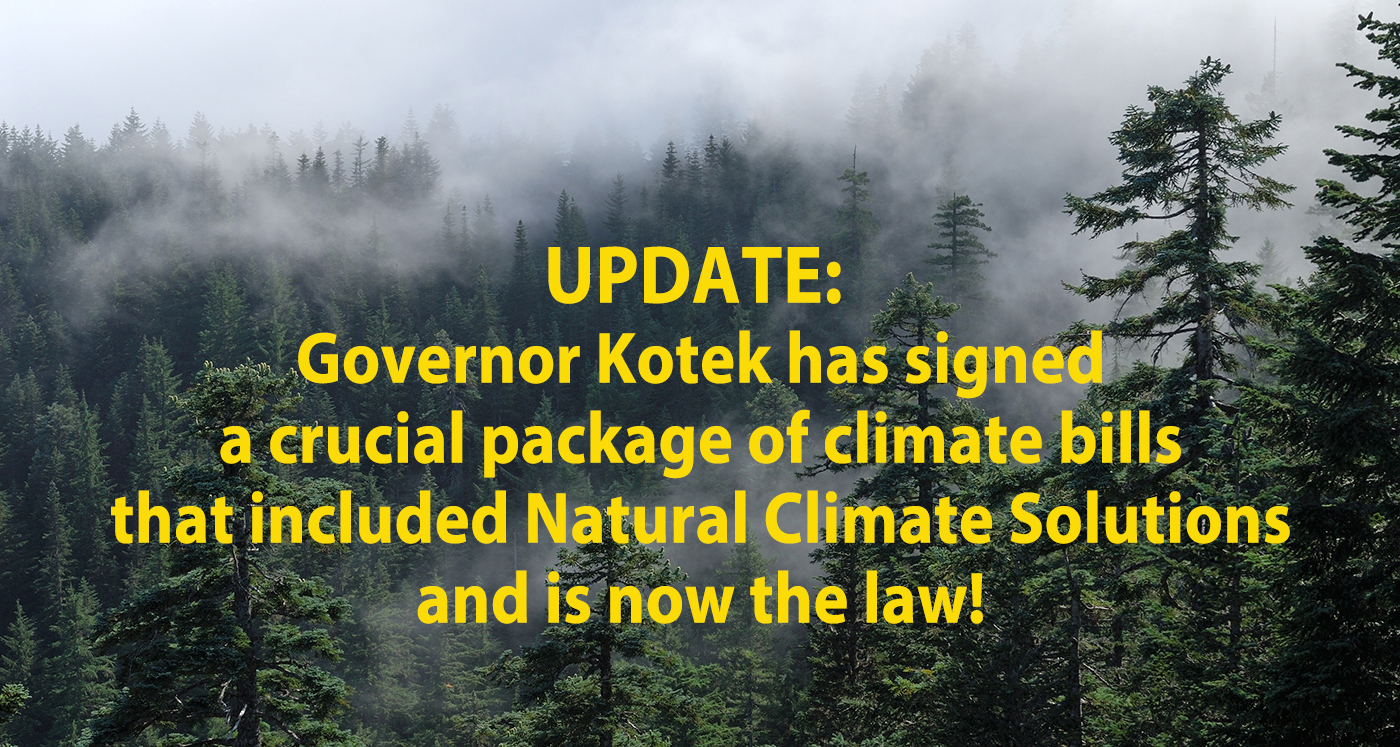 SB 530 (and much more) signed into law! Fog cover the forest.