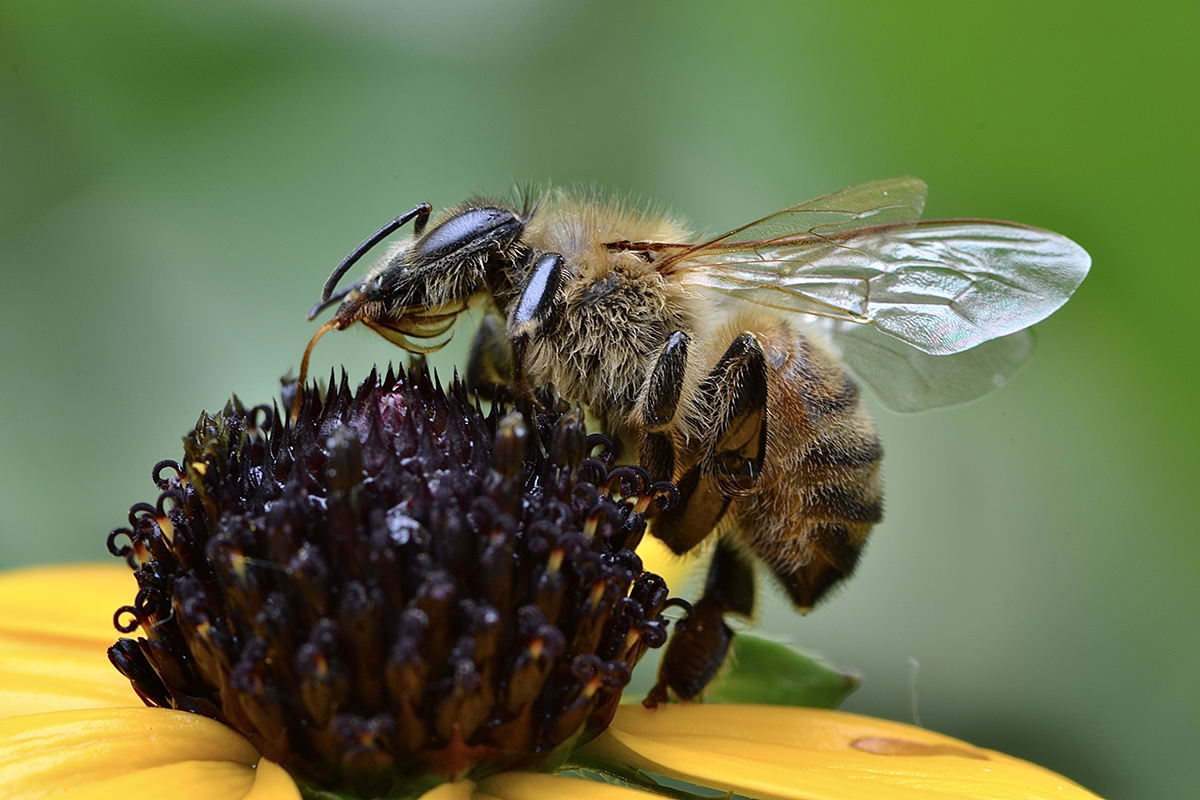 MarkKeating_StandBee-SideMe_Bee-Photo-2023-FBready_sm