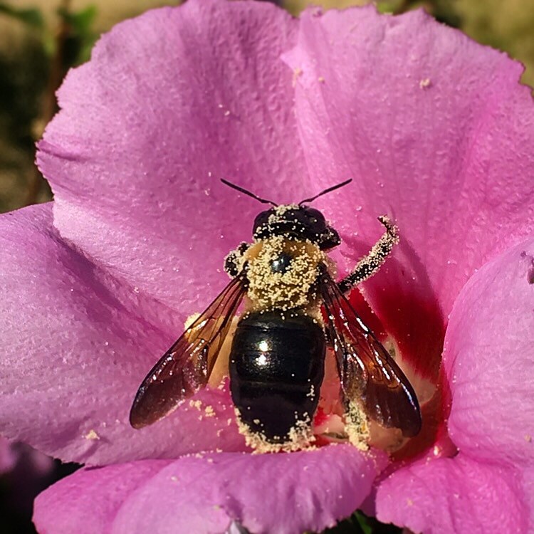 Savannah Mann_Bathed in Pollen-ORIGINAL