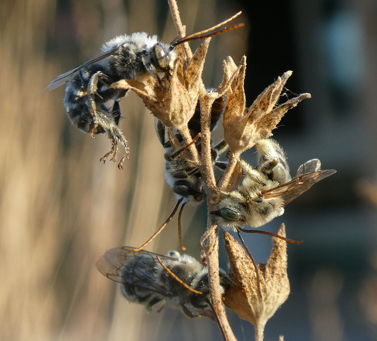 StevenSoltesz_BeeCluster_1200px