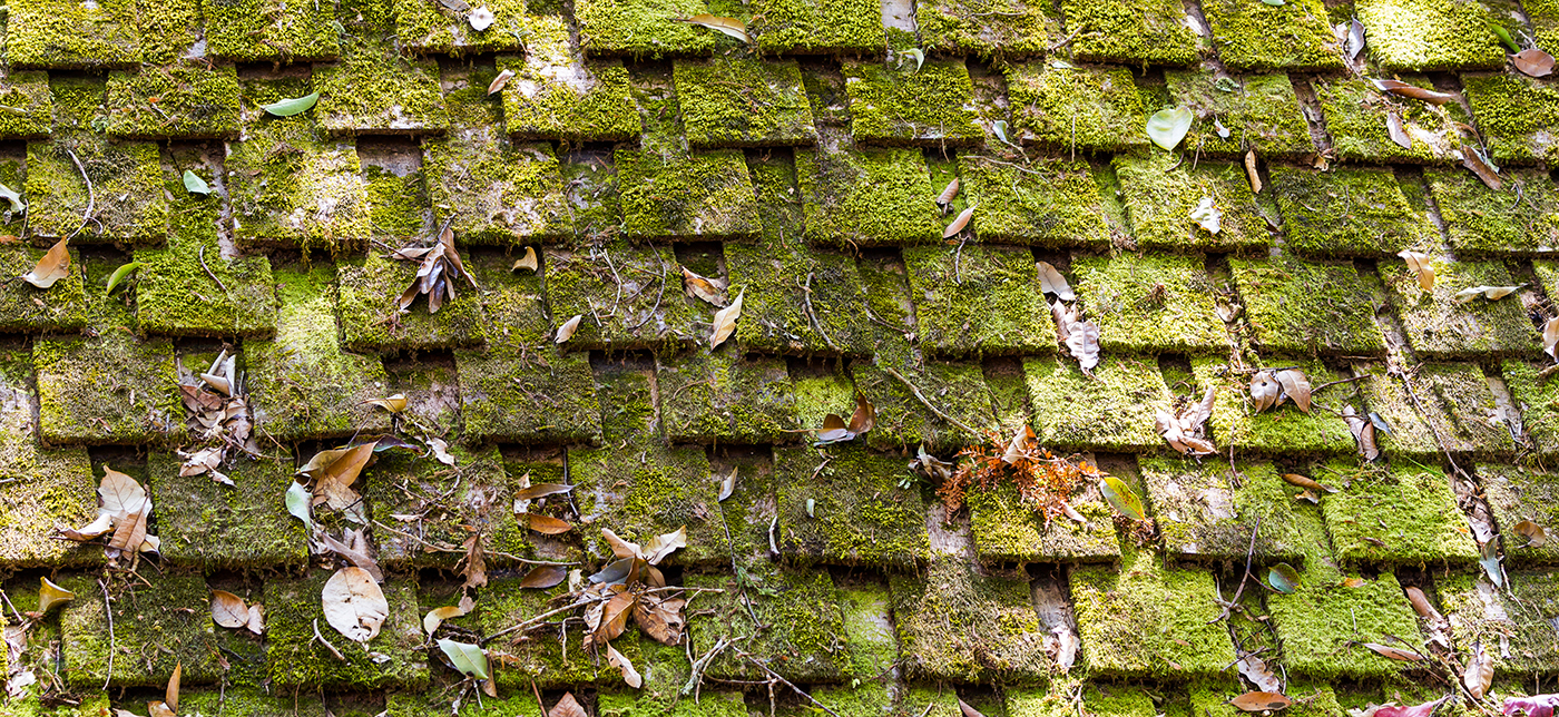 Pattern of wooden roof and moss of old house