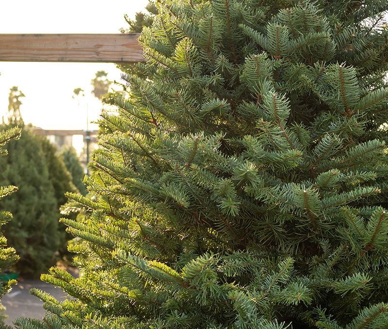 A view of several fresh green Christmas trees on display at a lo