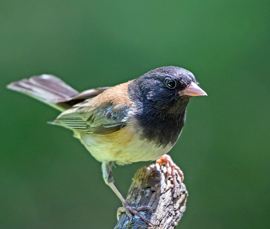 Dark-eyed junco perched on a dead branch in the sun