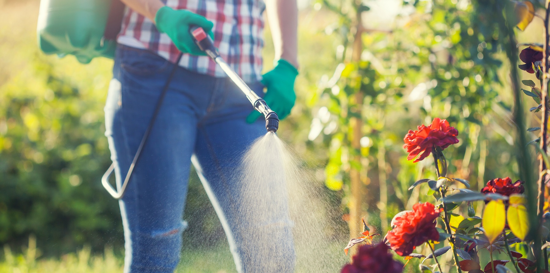 woman in a green backpack with a pressure garden sprayer spraying flowers against diseases and pests