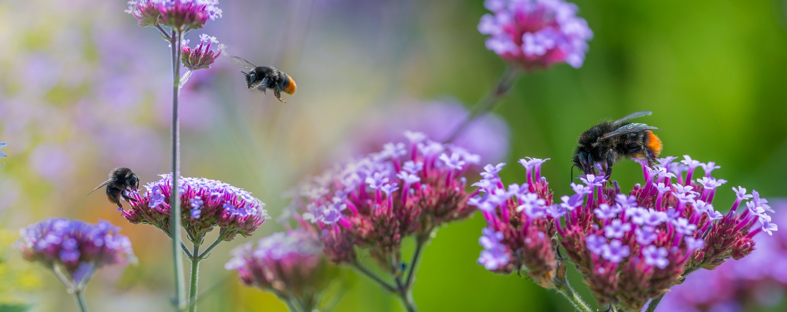Photo by Jennifer DiFrancesco bumblebees on garden flowers close up - macro photo