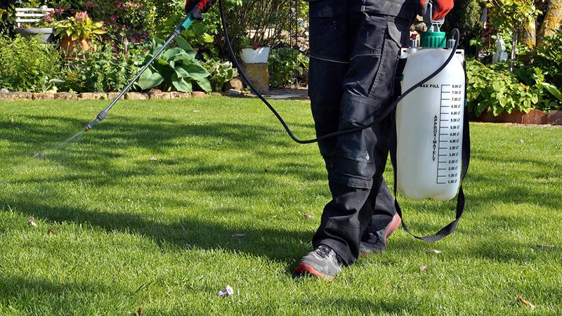 spraying pesticide with portable sprayer to eradicate garden wee