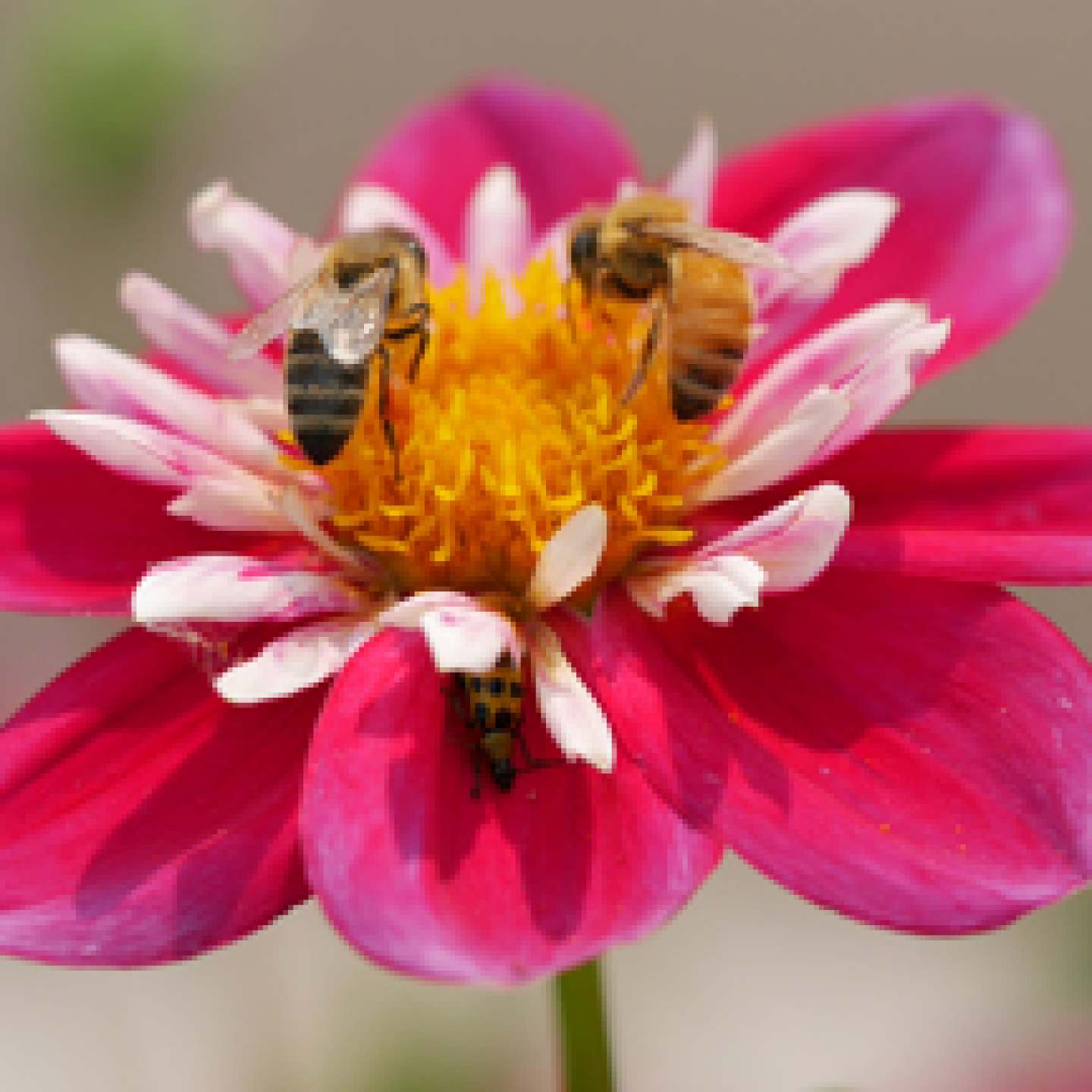 DonLatarski_2-bees-bystander_3rdPlace_300px