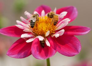 DonLatarski_2-bees-bystander_3rdPlace_300px