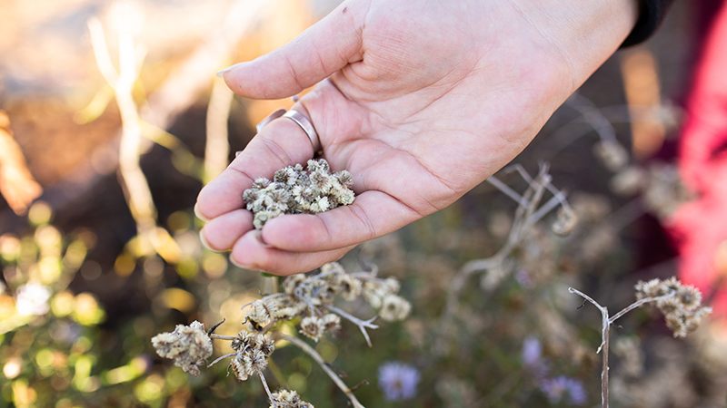 PollinatorGarden_CU_Hand_w_Seeds_HORIZ-BEST_800x600