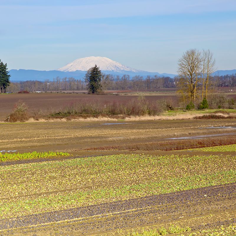Mt. St. Helens and farm fields Oregon.