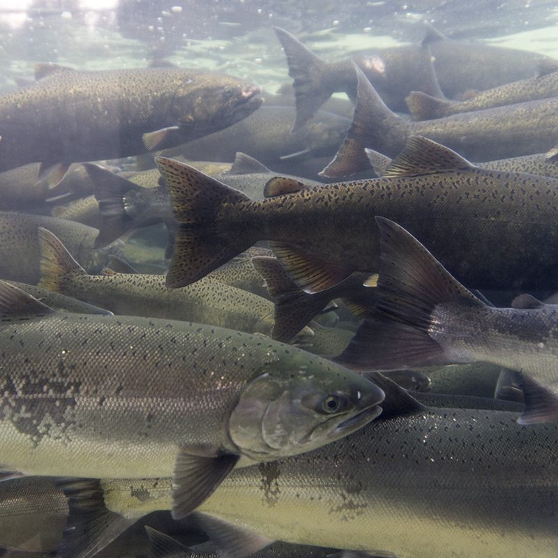 An underwater view of a group of wild salmon