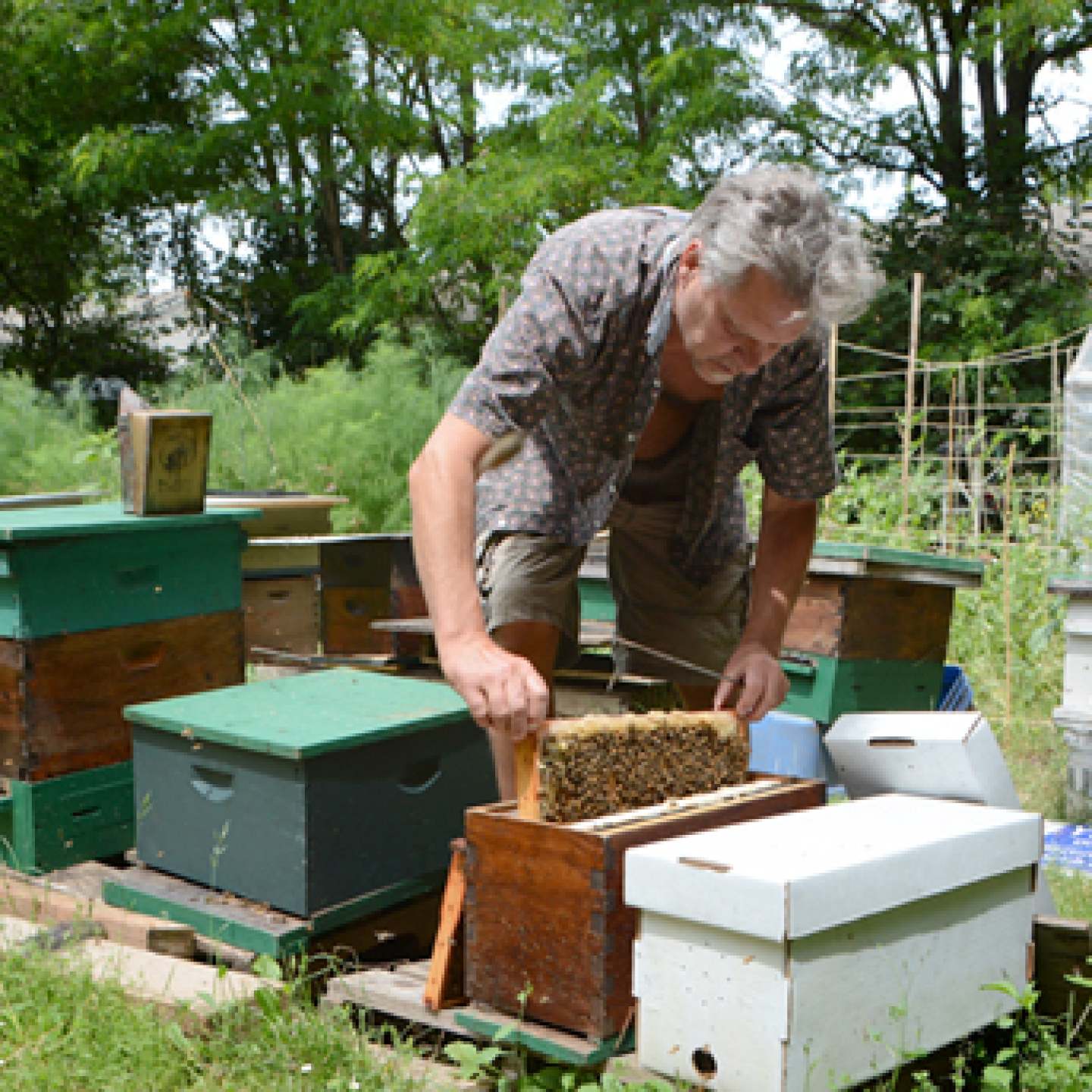 Philip Smith with his hives - summer, 2013