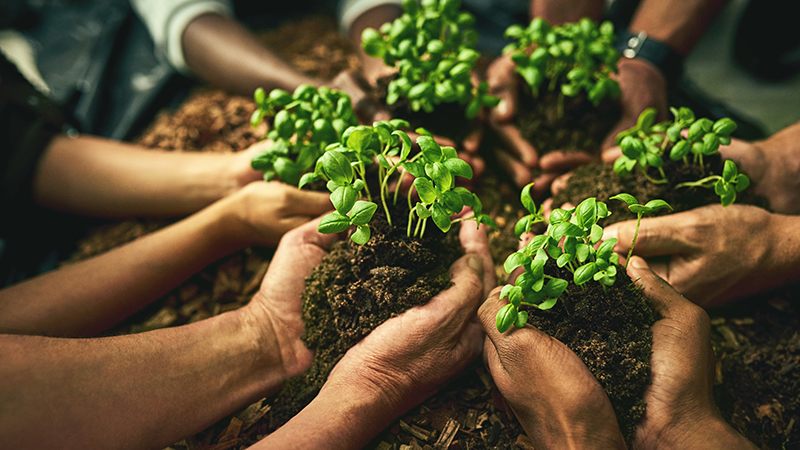 A diverse group of sustainable people holding plants in an eco friendly environment for nature conservation. Closeup of hands planting in fertile soil for sustainability and organic farming