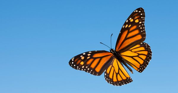 MonarchButterfly_4EllenRifkinBLOG_July2016_600px